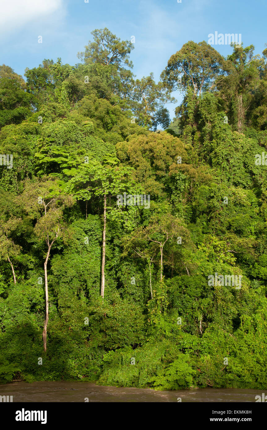 Borneo rainforest hires stock photography and images Alamy