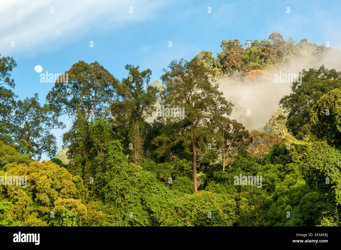 Borneo rainforest hires stock photography and images Alamy