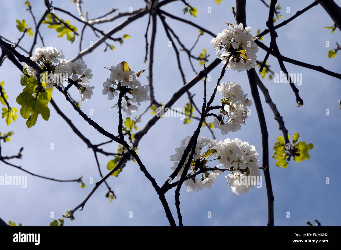 cherry blossoms,white, branca, brancas, tree, cherry, flowering, fruit