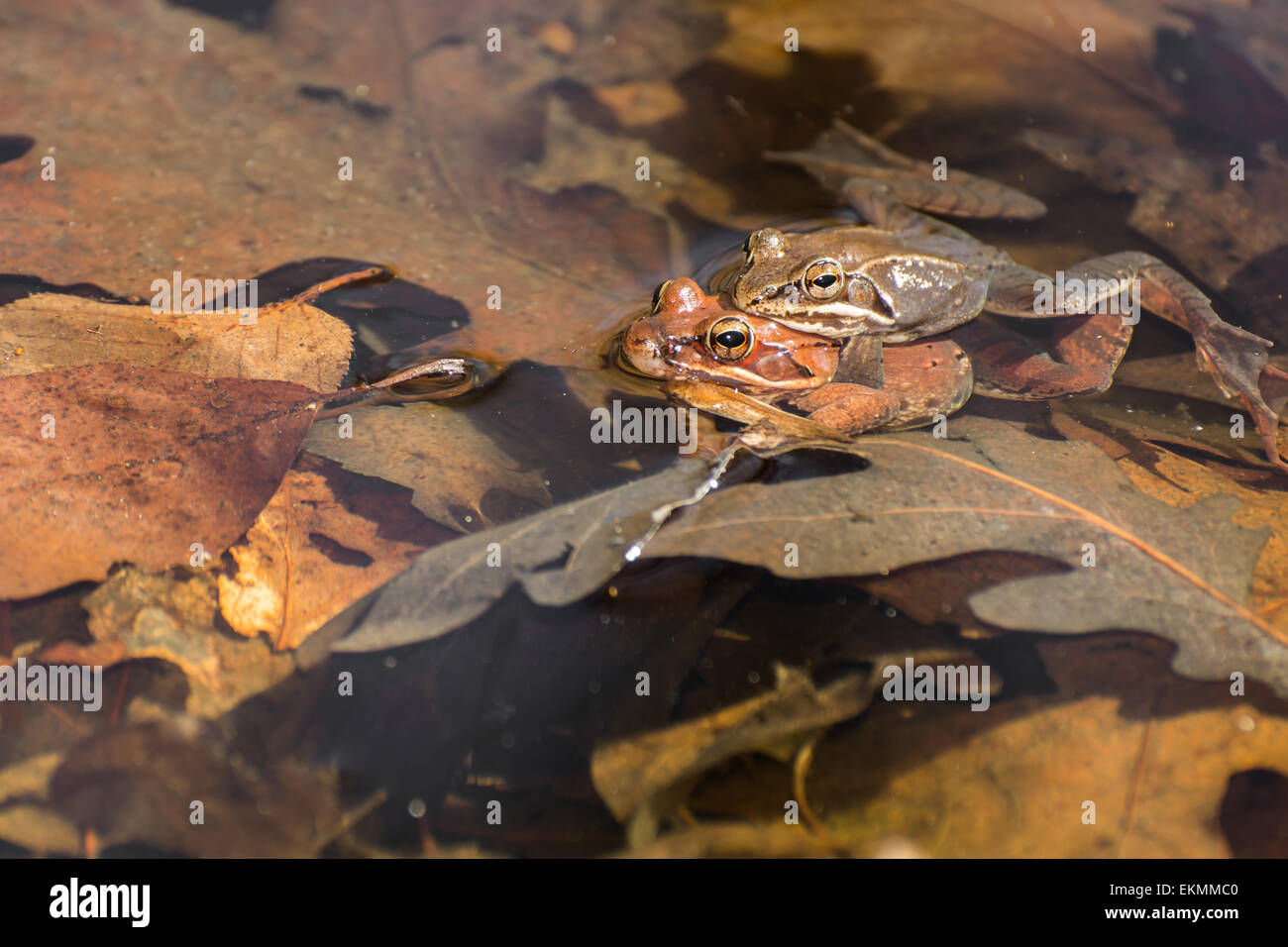 Wood frog breeding pool hires stock photography and images Alamy