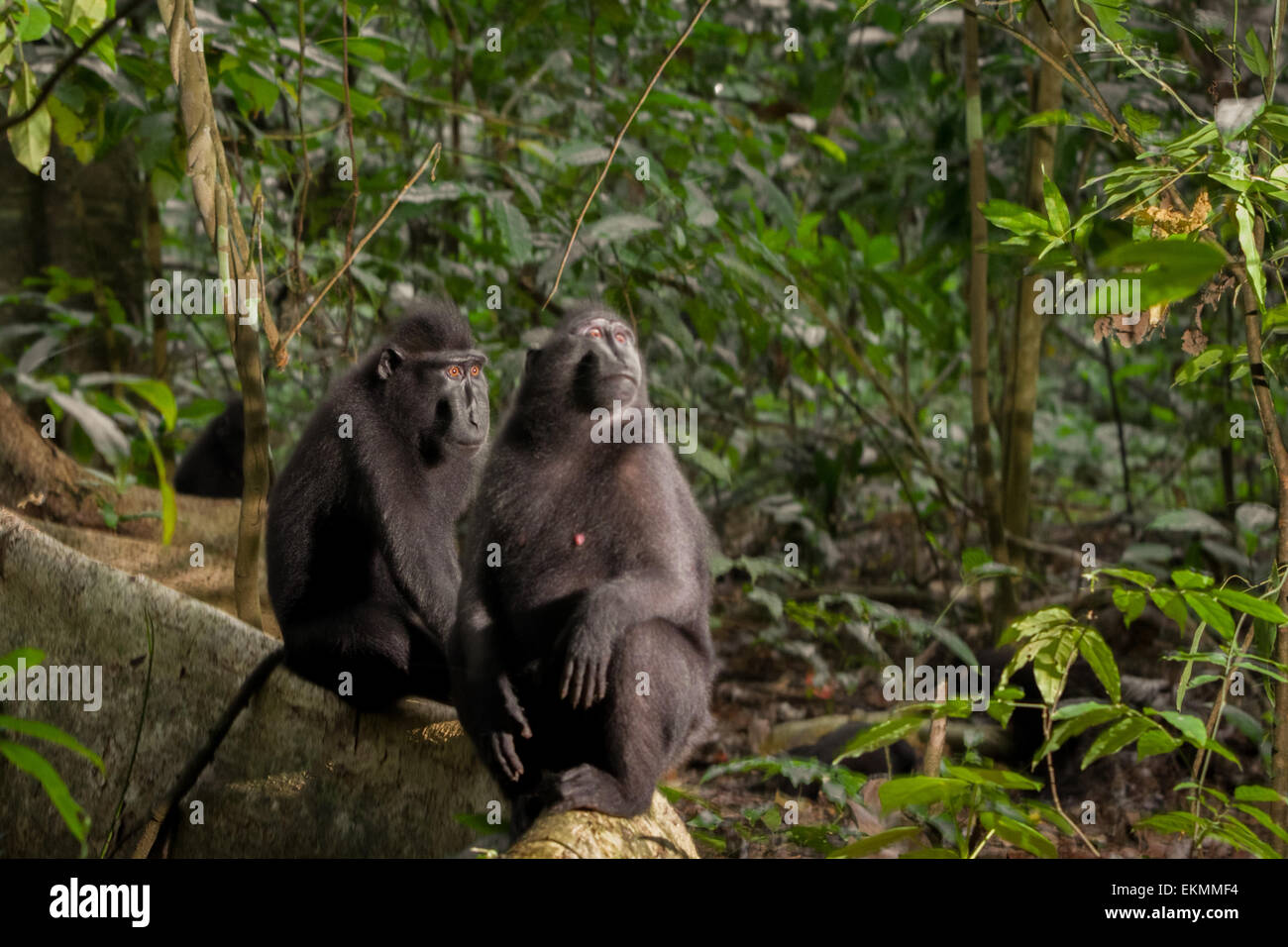 Two individuals of Sulawesi black-crested macaque (Macaca nigra) in Tangkoko Nature Reserve, North Sulawesi, Indonesia. Stock Photo