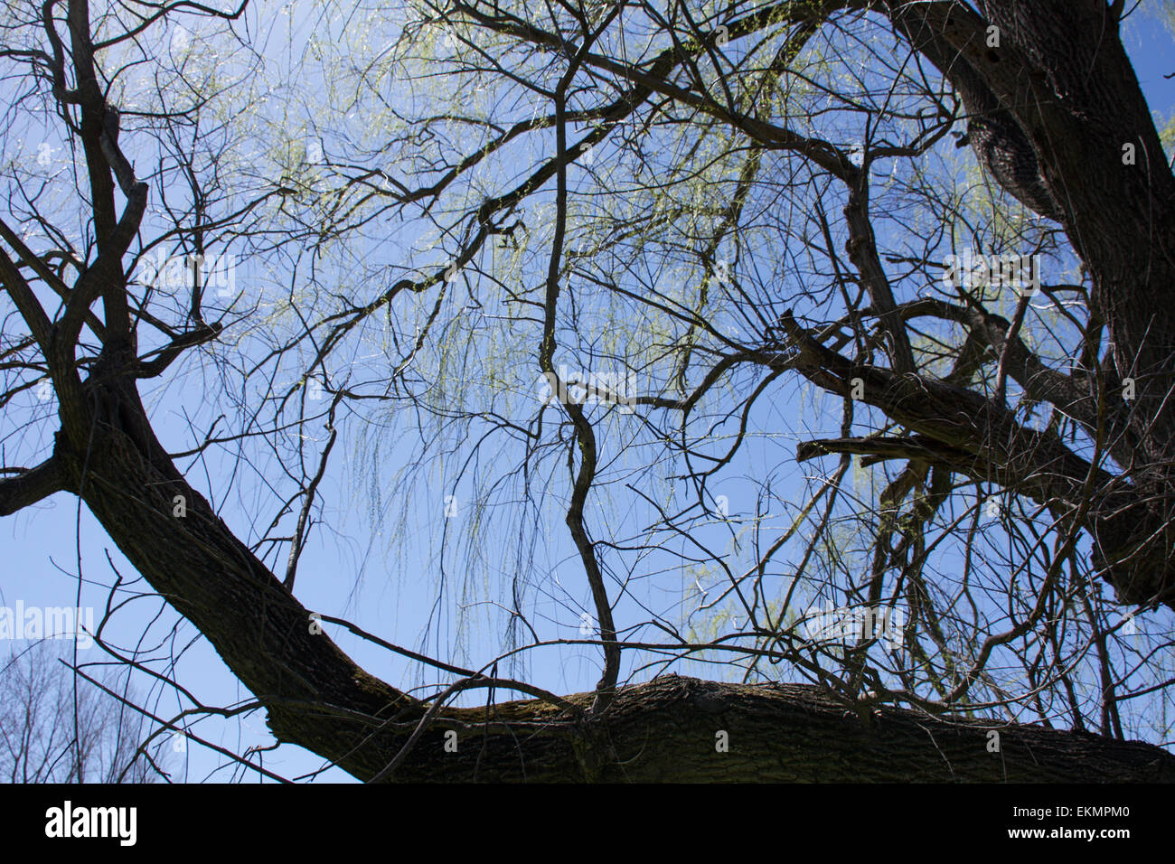 A willow tree. Stock Photo