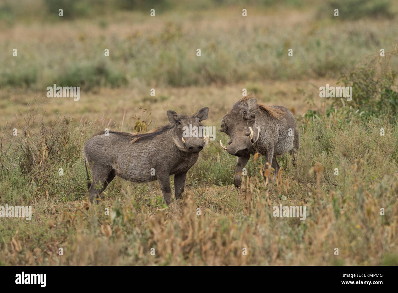 Warthog breeding pair Stock Photo