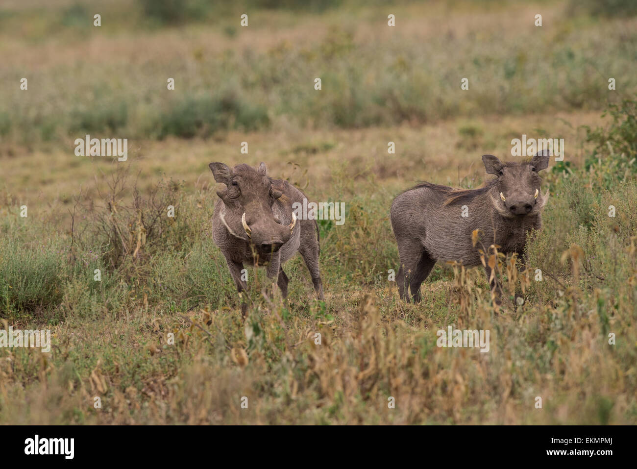 Warthog breeding pair Stock Photo
