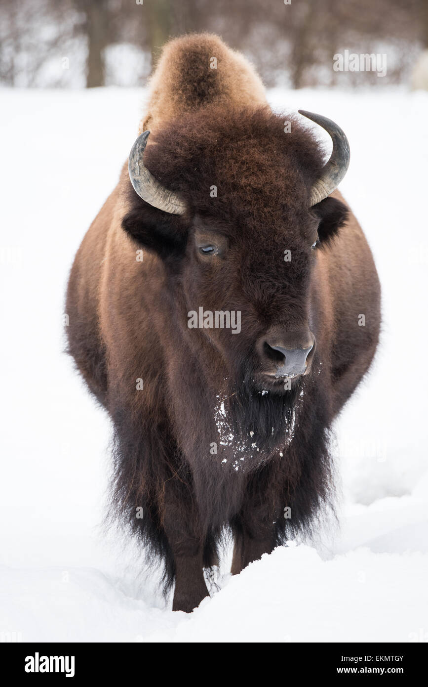 3/4 Portrait of a American Bison in Snow Stock Photo - Alamy