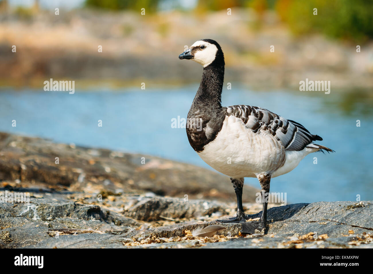 Barnacle goose migratory bird hi-res stock photography and images - Alamy