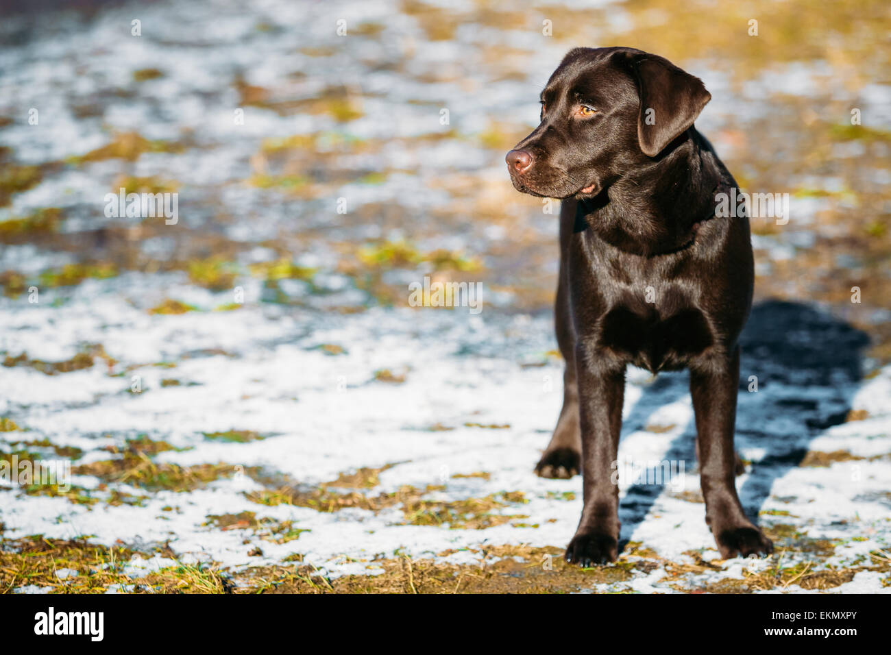 Beautiful Brown Dog Lab Labrador Retriever Staying Outdoor In Spring Stock Photo Alamy