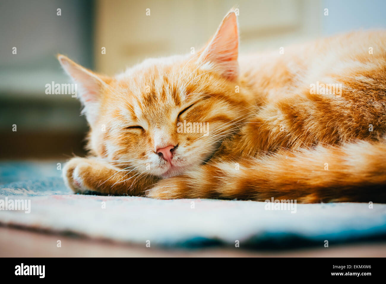 Tabby Cat Curled Up Sleeping High Resolution Stock Photography and ...