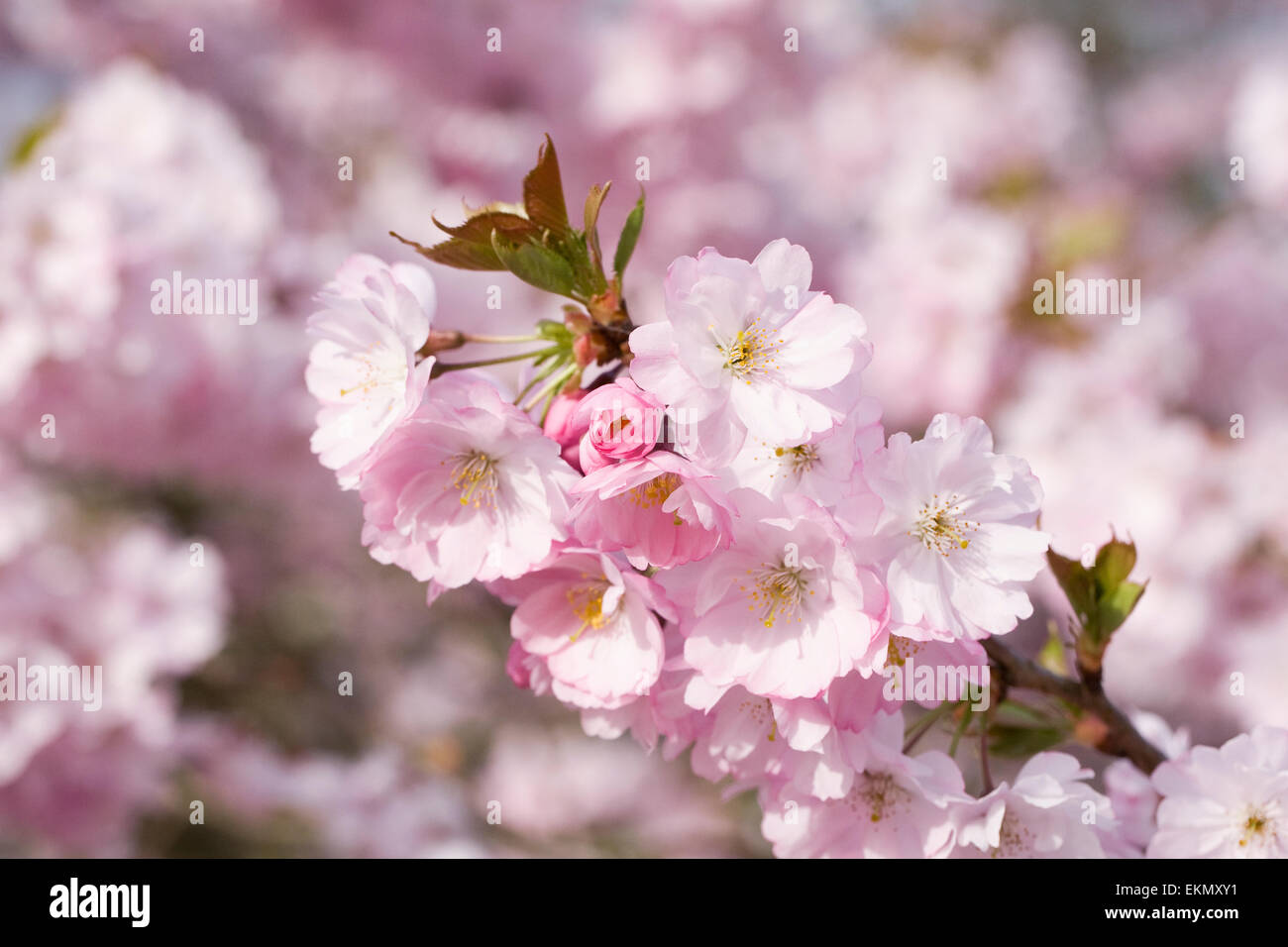 Prunus 'Accolade'. Cherry blossom in an English garden. Stock Photo