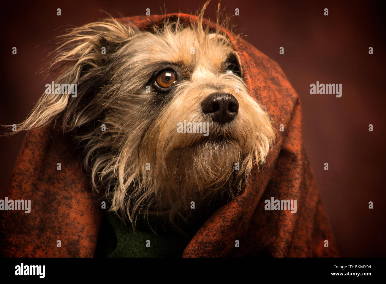 dog under a blanket Stock Photo Alamy