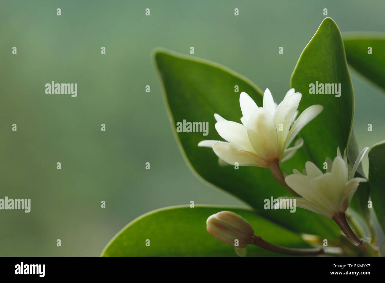 Japanese Star Anise Stock Photo Alamy
