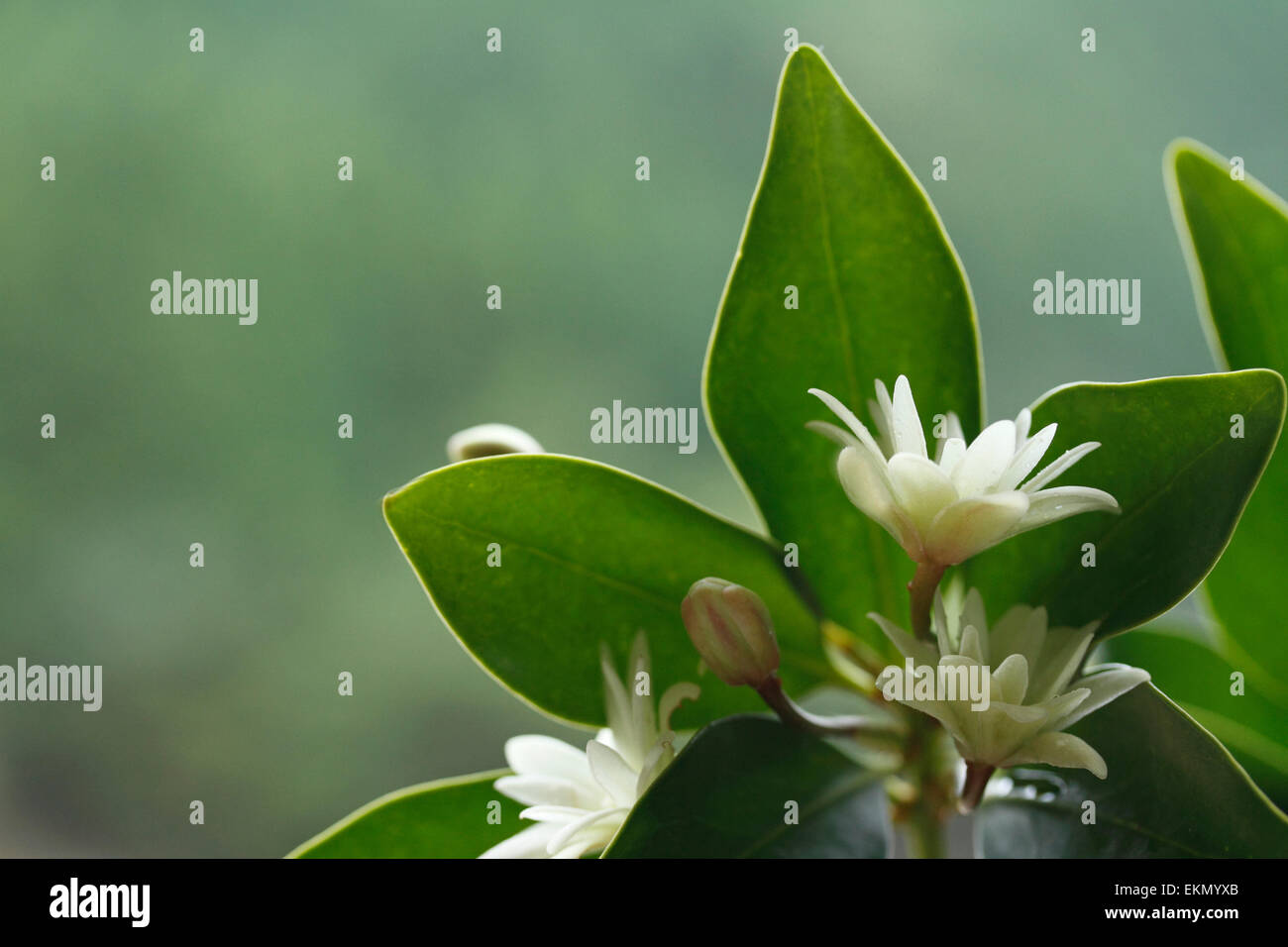 Japanese Star Anise Stock Photo Alamy
