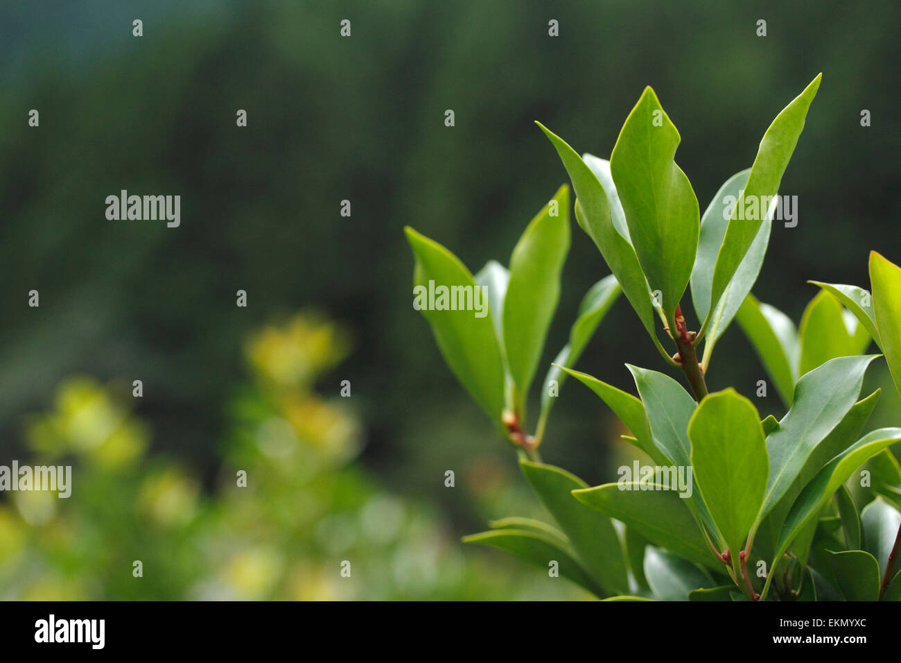 Japanese Star Anise Stock Photo Alamy