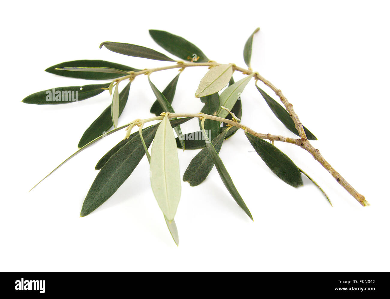 Olive Tree Branch Stock Photos & Olive Tree Branch Stock Images Alamy