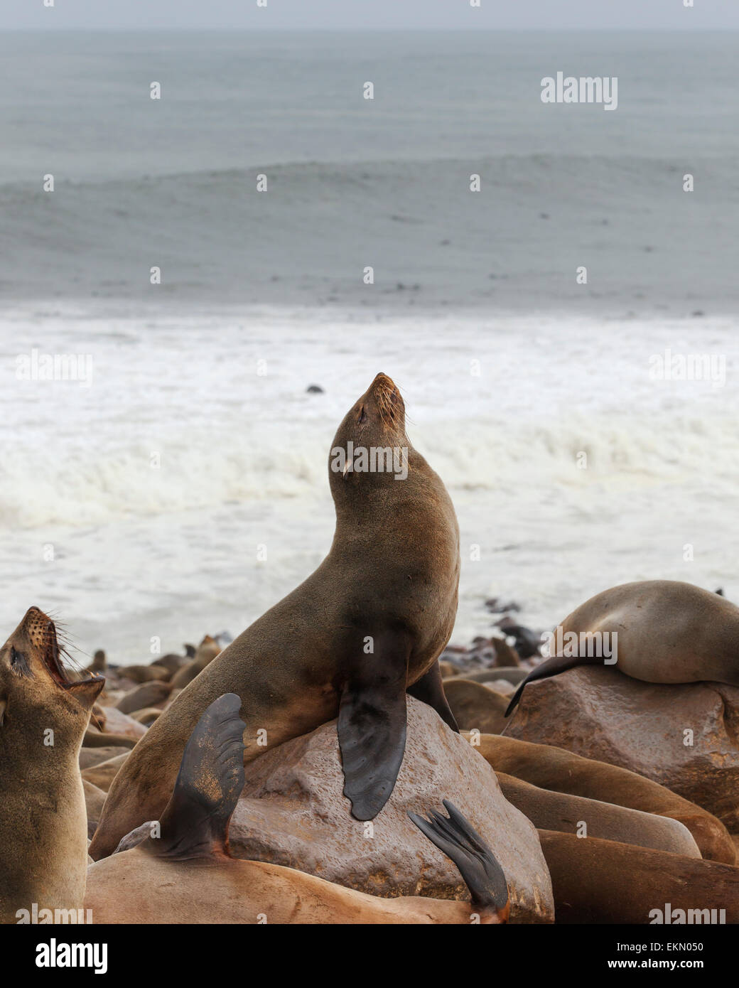 Brown Fur Seal (Arctocephalus Pusillus) lifting it's head high up, sitting on big rock, Cape Cross, Namibia Stock Photo