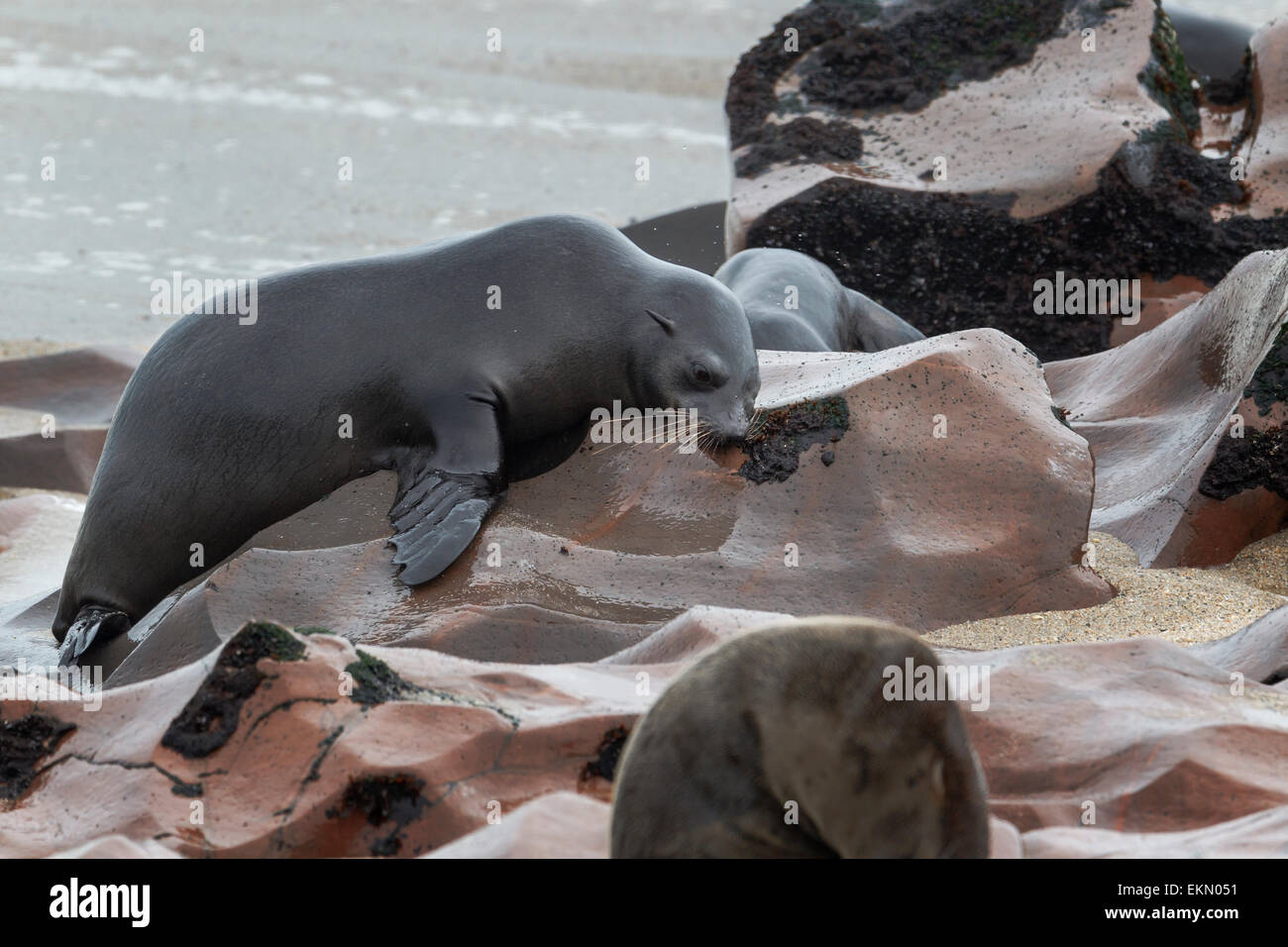 Brown Fur Seals (Arctocephalus Pusillu) sleeping on a big rock. Flippers hanging down the rock, Cape Cross, Namibia Stock Photo