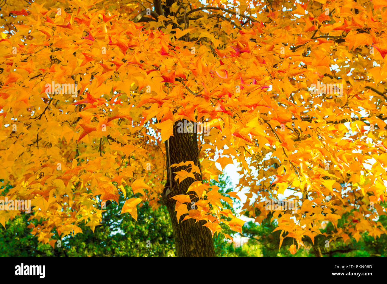 Autumn leaves Stock Photo