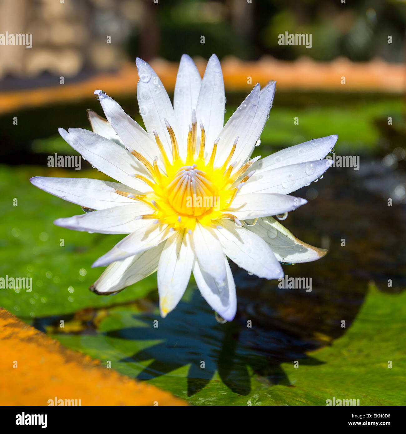 Beautiful white Egyptian water lily (Nymphaea caerulea) closeup Stock Photo