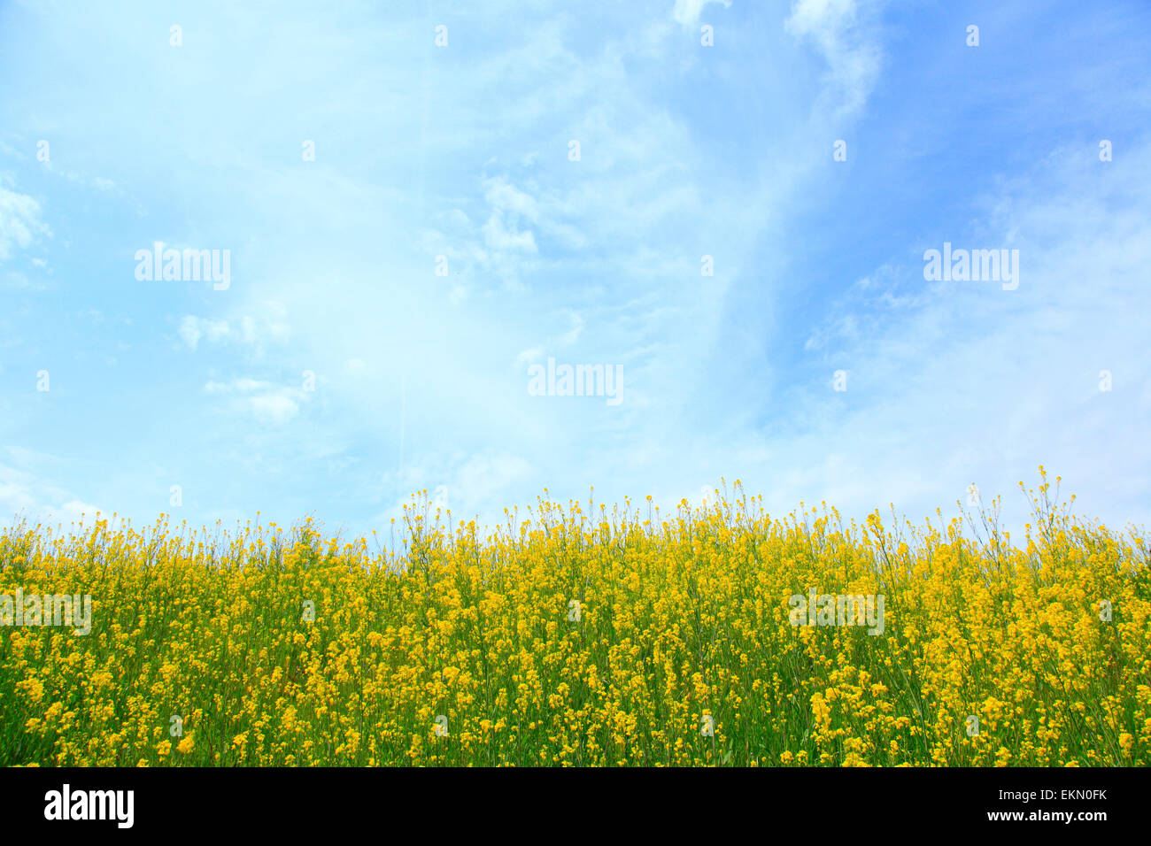 Mustard greens flowers hires stock photography and images Alamy