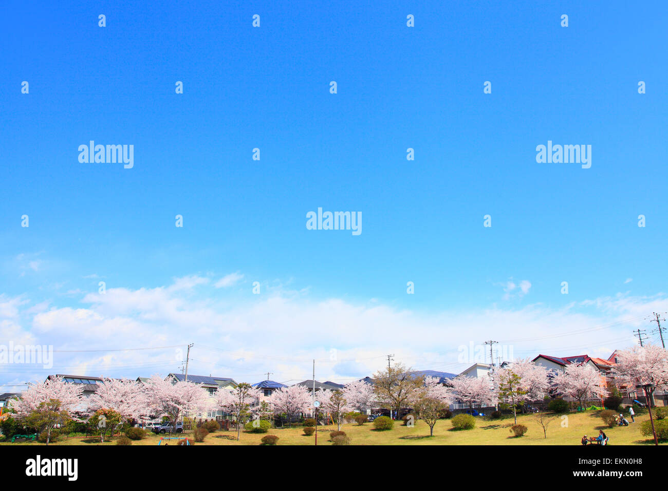 Cherry blossoms japan home hi-res stock photography and images - Alamy