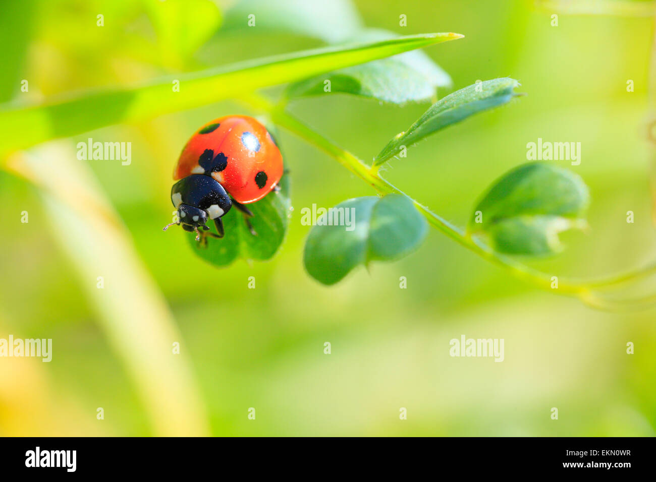 Ladybird Stock Photo