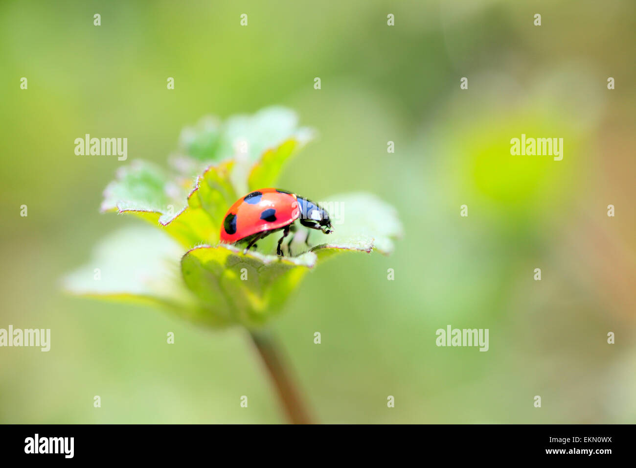 Seven Dot Ladybird Hi res Stock Photography And Images Alamy seven-dot-ladybird-hi-res-stock-photography-and-images-alamy