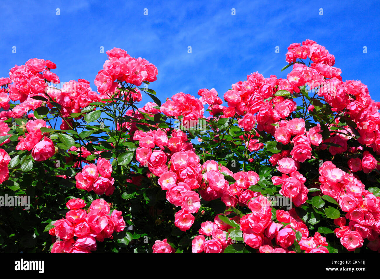 Early climbing rose hires stock photography and images Alamy