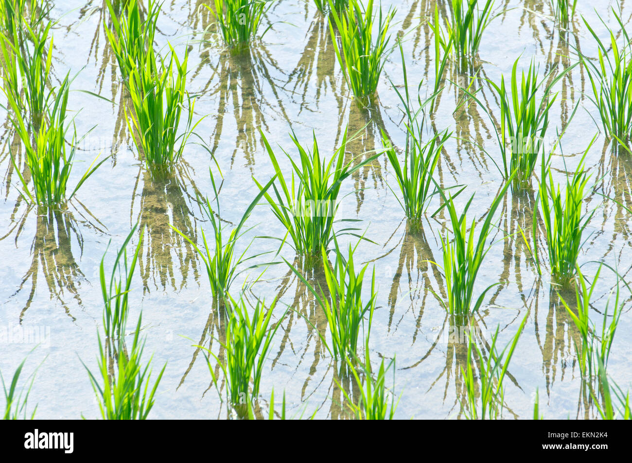 Early rice field hi-res stock photography and images - Alamy