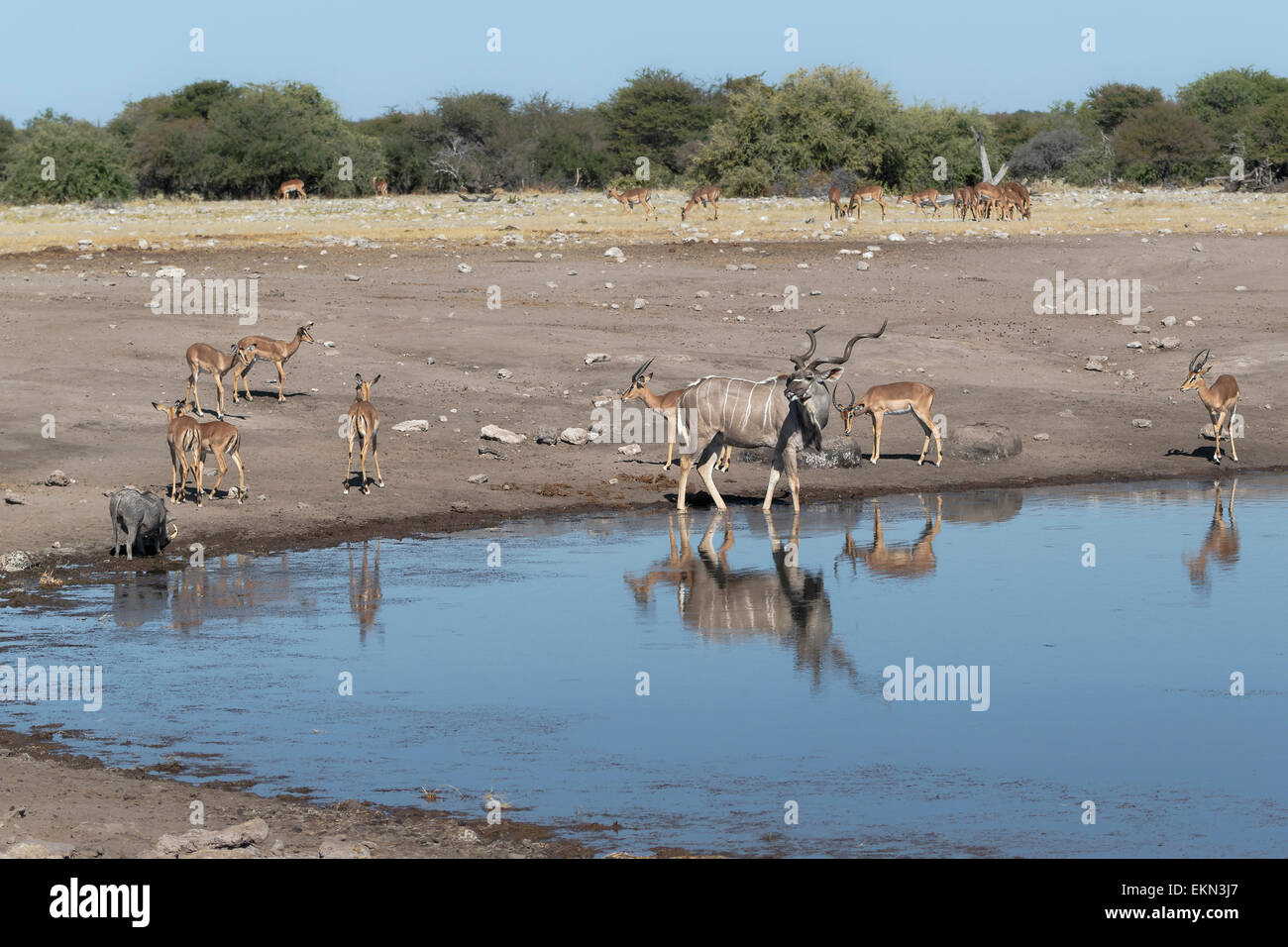 Kudu (Tragelaphus Strepsiceros) in waterhole looking back to Impalas in Etosha National Park, Namibia Stock Photo