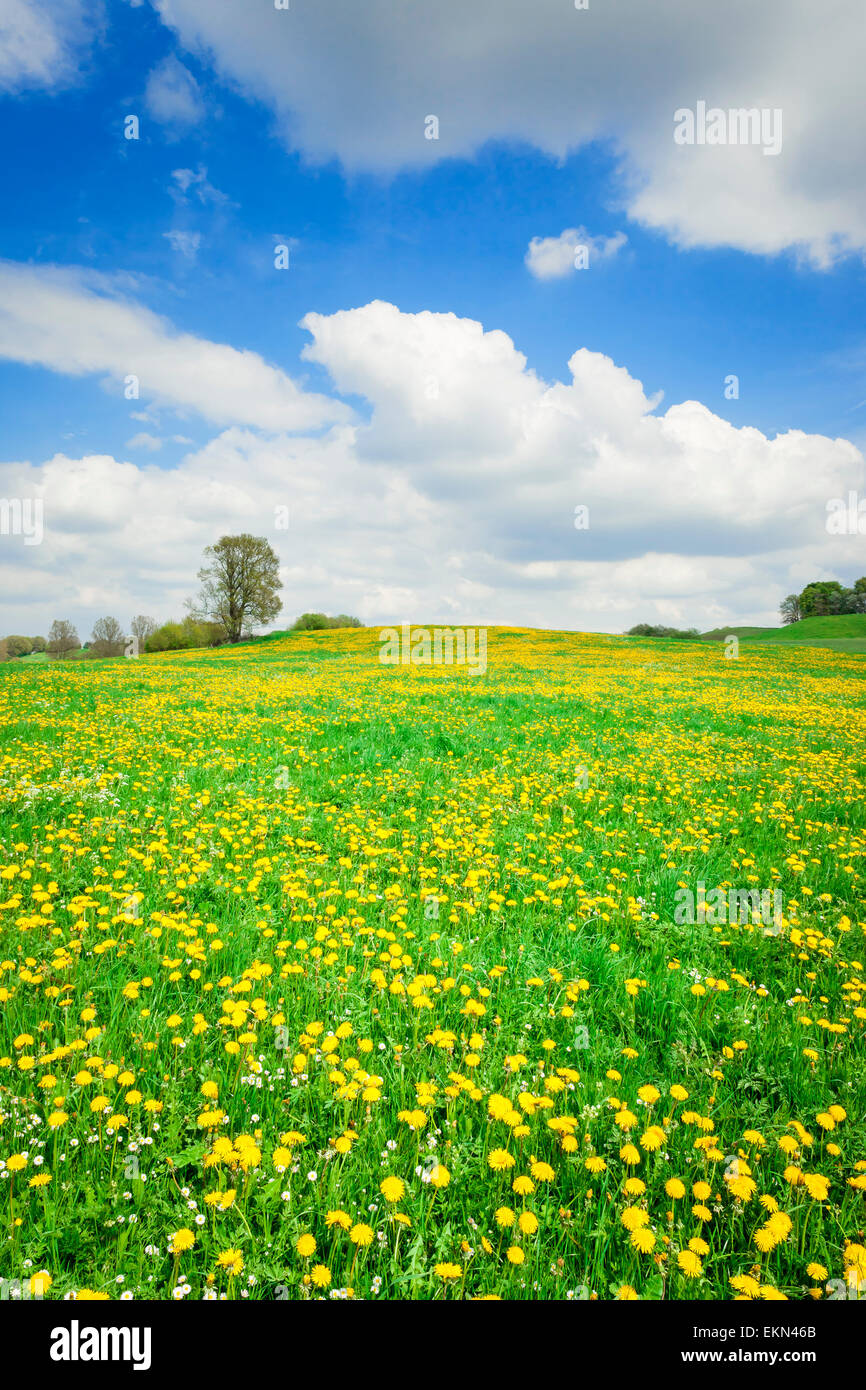 Dandelion field in rural hi-res stock photography and images - Alamy
