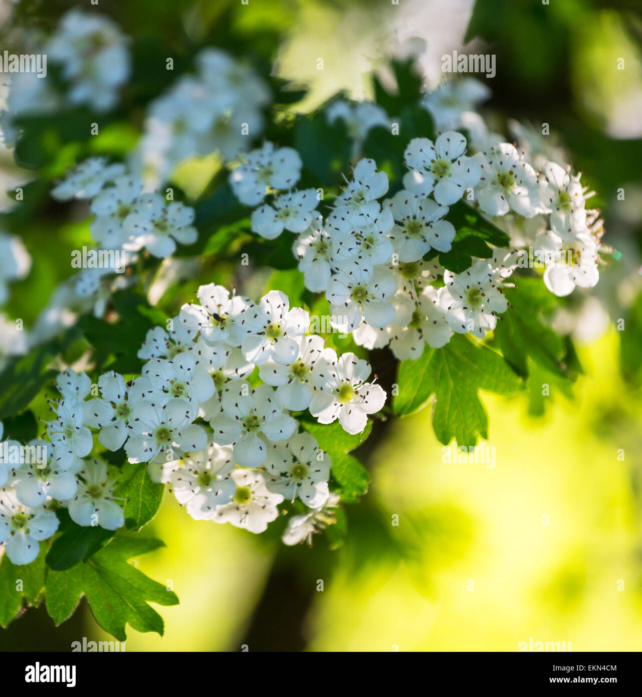 Cherry blossom apple bloom hi-res stock photography and images - Alamy