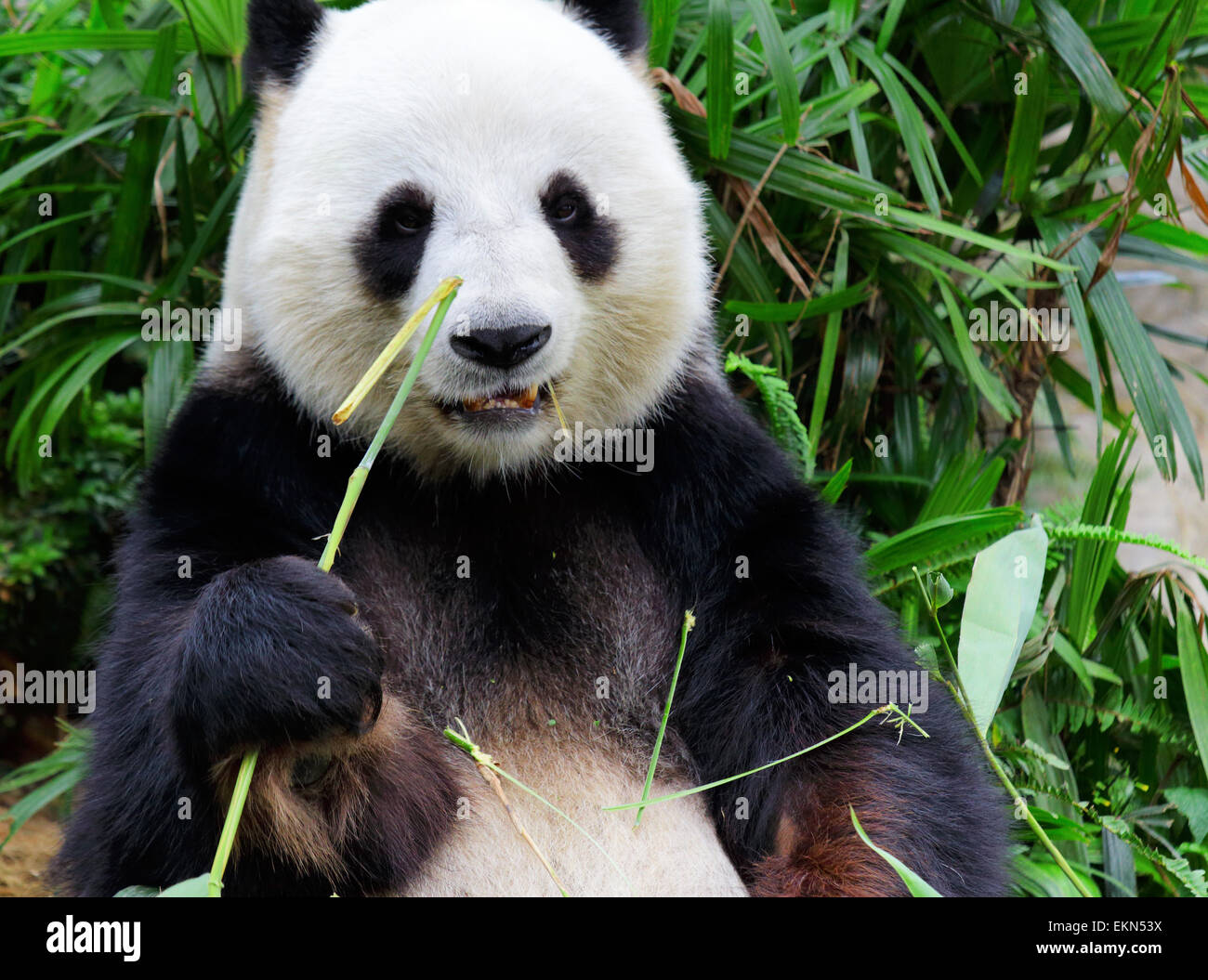 Giant Panda Eating Bamboo Stock Photo Alamy Giant Panda Eating Bamboo Stock Photo Alamy