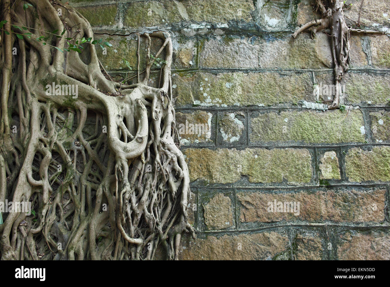Root Infested Wall Surface wall old building hi-res stock photography and images - Alamy