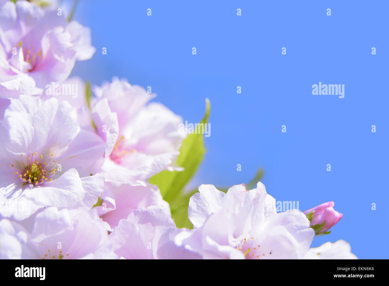 Spring Blossoming Sakura Flowers on the Blue Sky Background Stock Photo ...