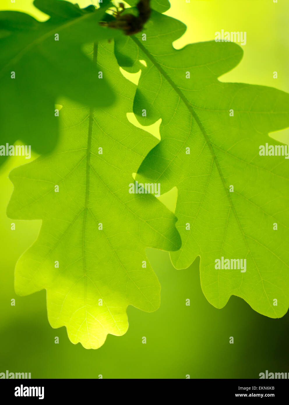 Spring Green Oak Leaves Over Blurred Background Stock Photo - Alamy