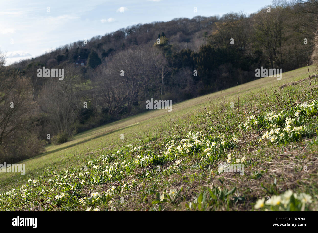 Common English Primrose springtime bloom wildflower on south facing managed chalk grassland hill slope Stock Photo