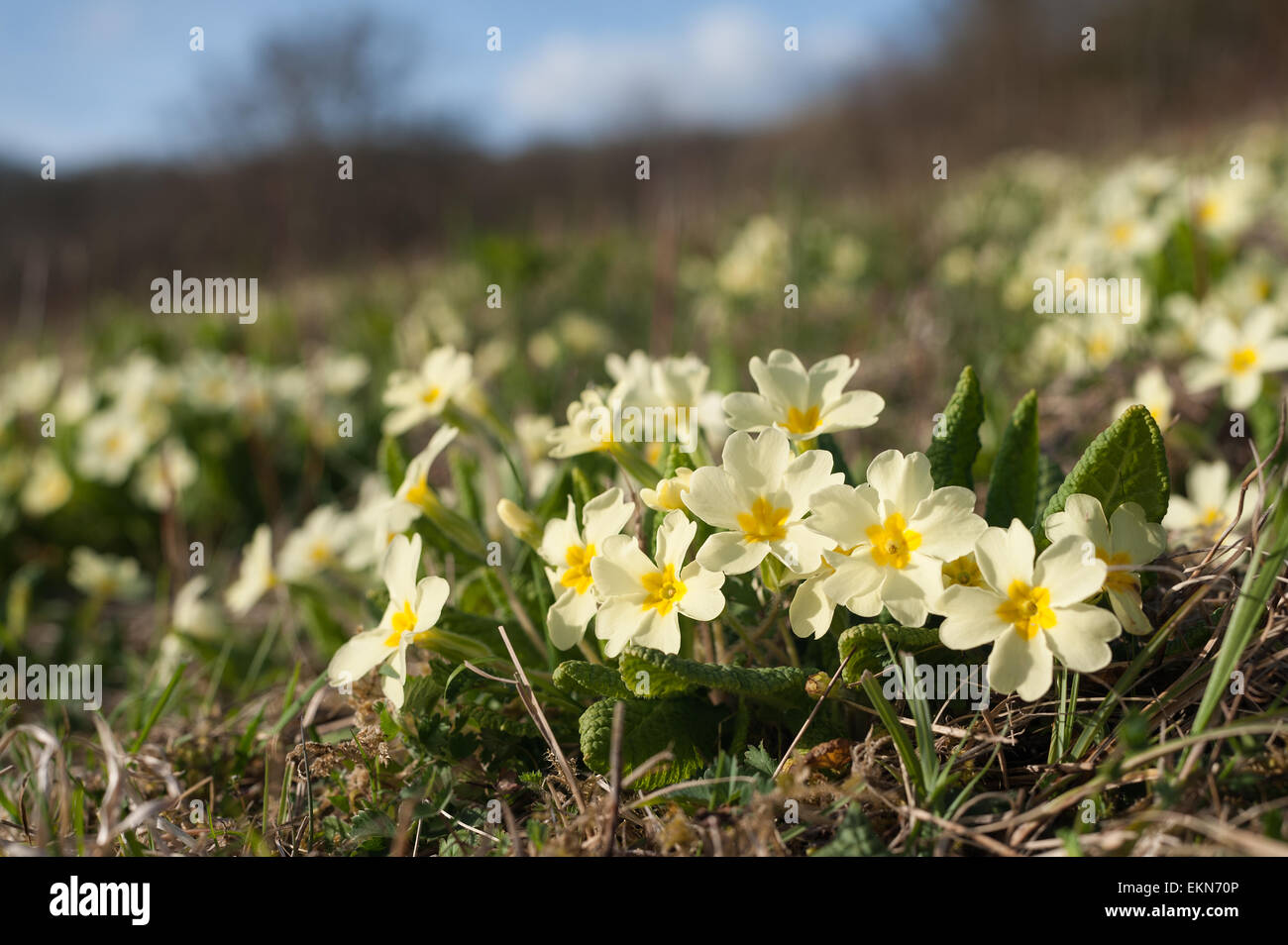 Common English Primrose springtime bloom wildflower on south facing managed chalk grassland hill slope Stock Photo