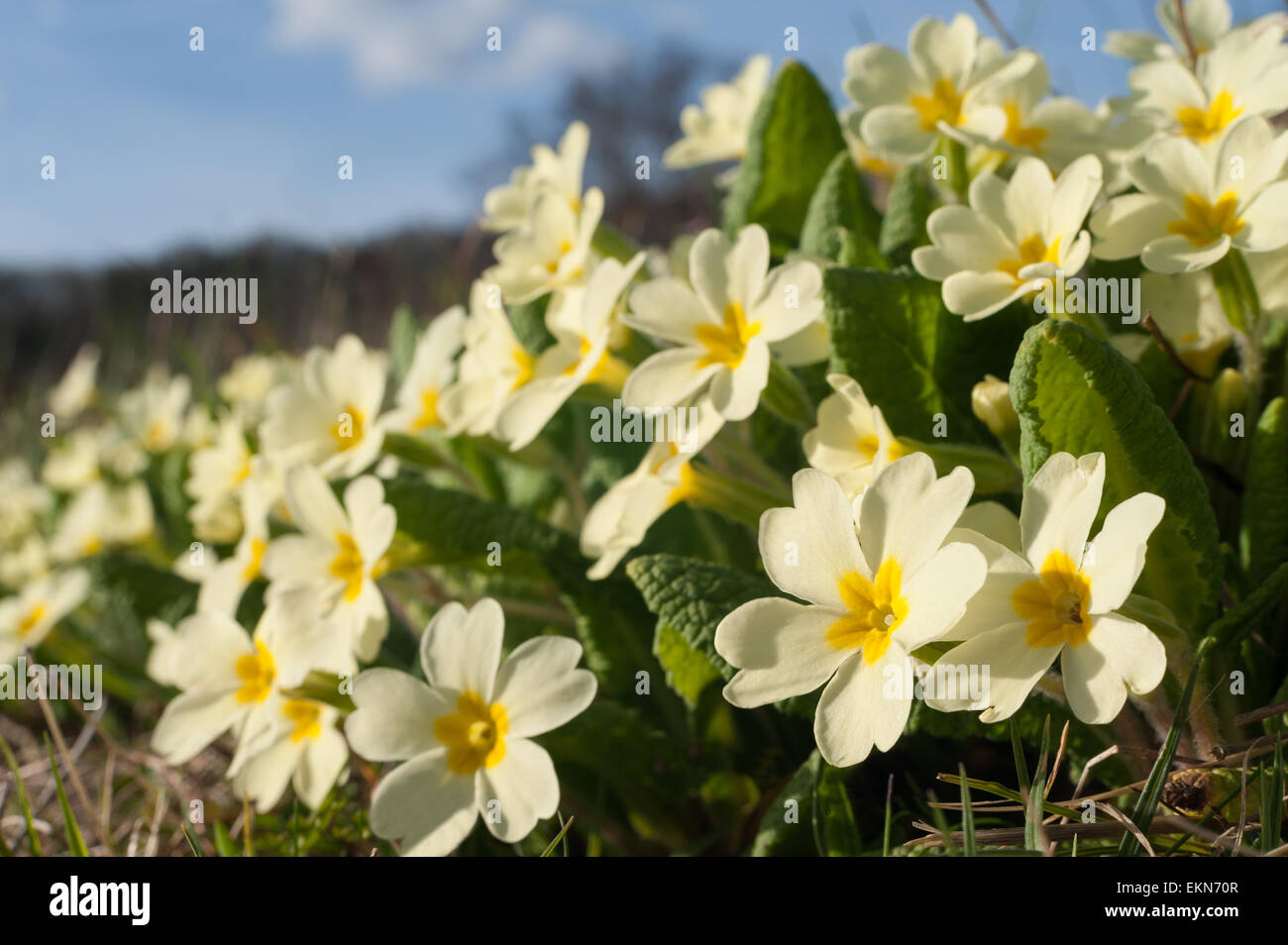 Common English Primrose springtime bloom wildflower on south facing managed chalk grassland hill slope Stock Photo