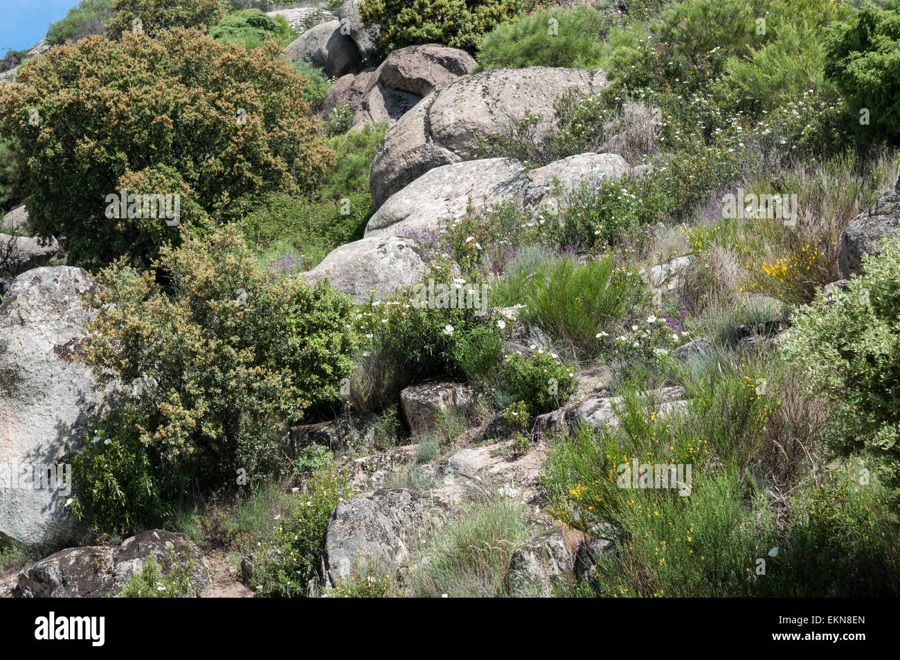 Mediterranean shrublands in Guadarrama Mountains, La Cabrera, Madrid, Spain Stock Photo