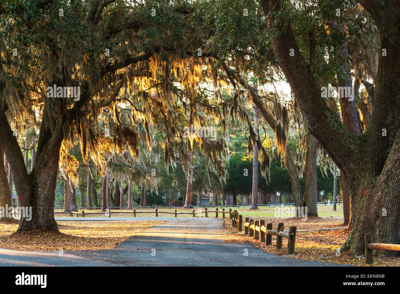 Alley trees in green hi-res stock photography and images - Alamy