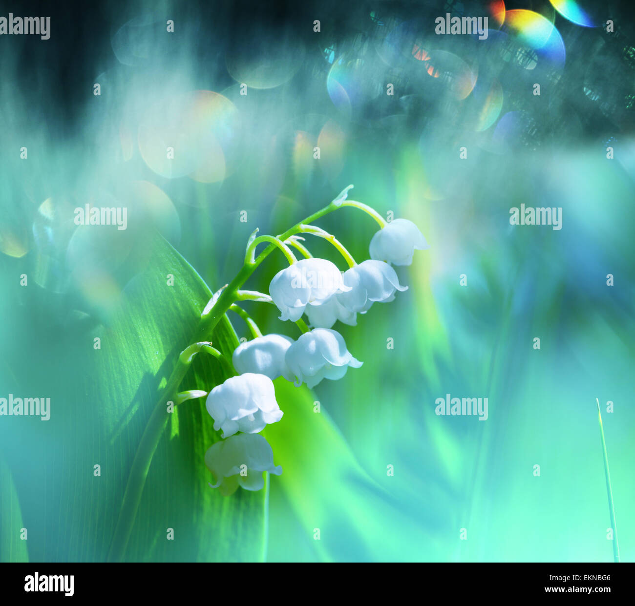 Lily of the valley Stock Photo Alamy