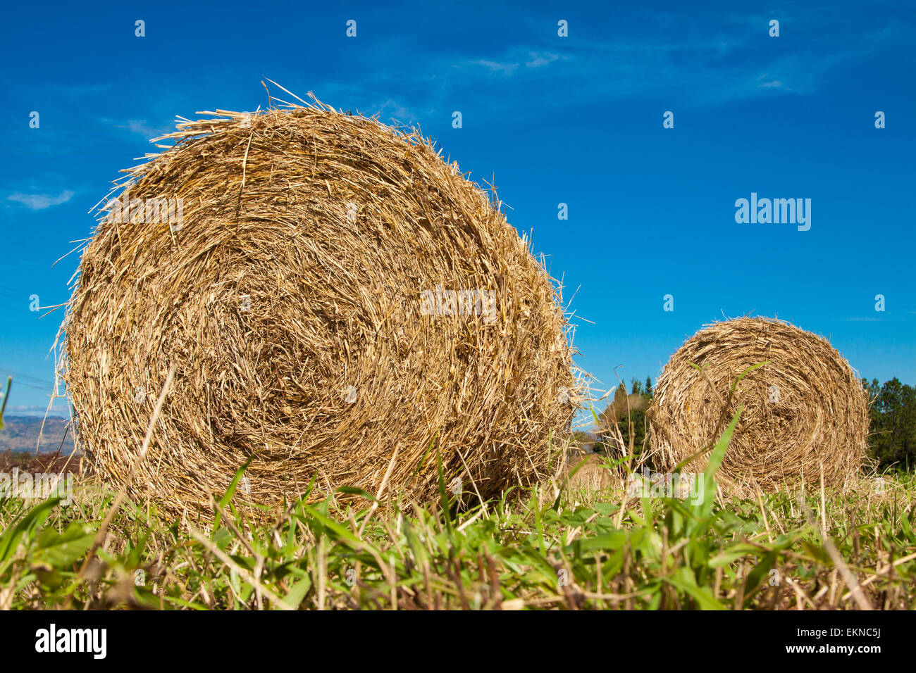 Hay bale rolls in a green field Stock Photo - Alamy