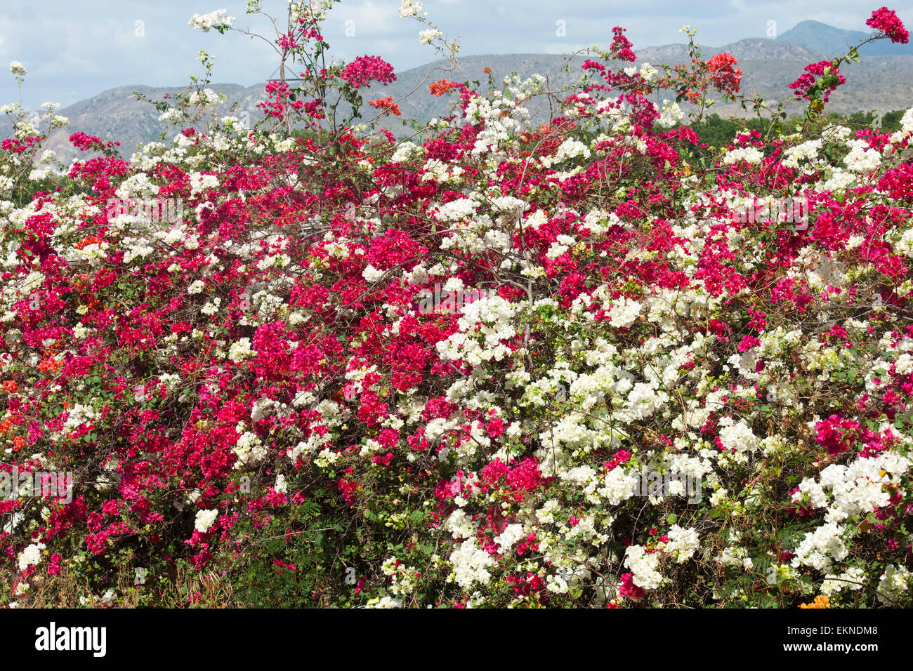 Blumenhecke hi-res stock photography and images - Alamy