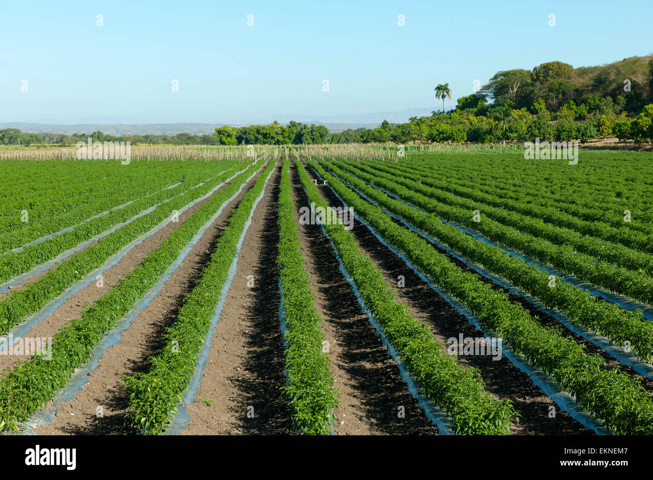 Dominikanische Republik, Südwesten, San Juan de la Maguana, an der Strasse nach Elias Pina Stock Photo