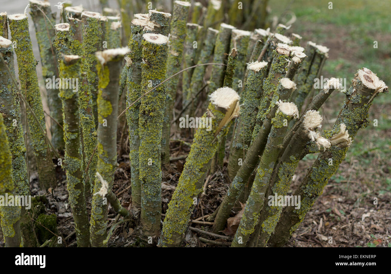 Bushes fresh cut Stock Photo Alamy
