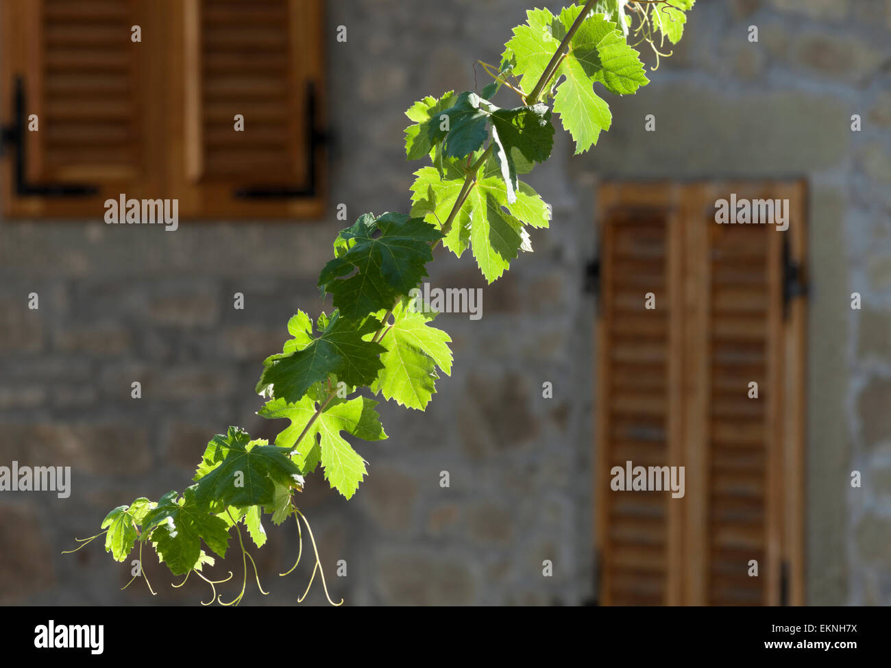 Vine branch in the sun Stock Photo