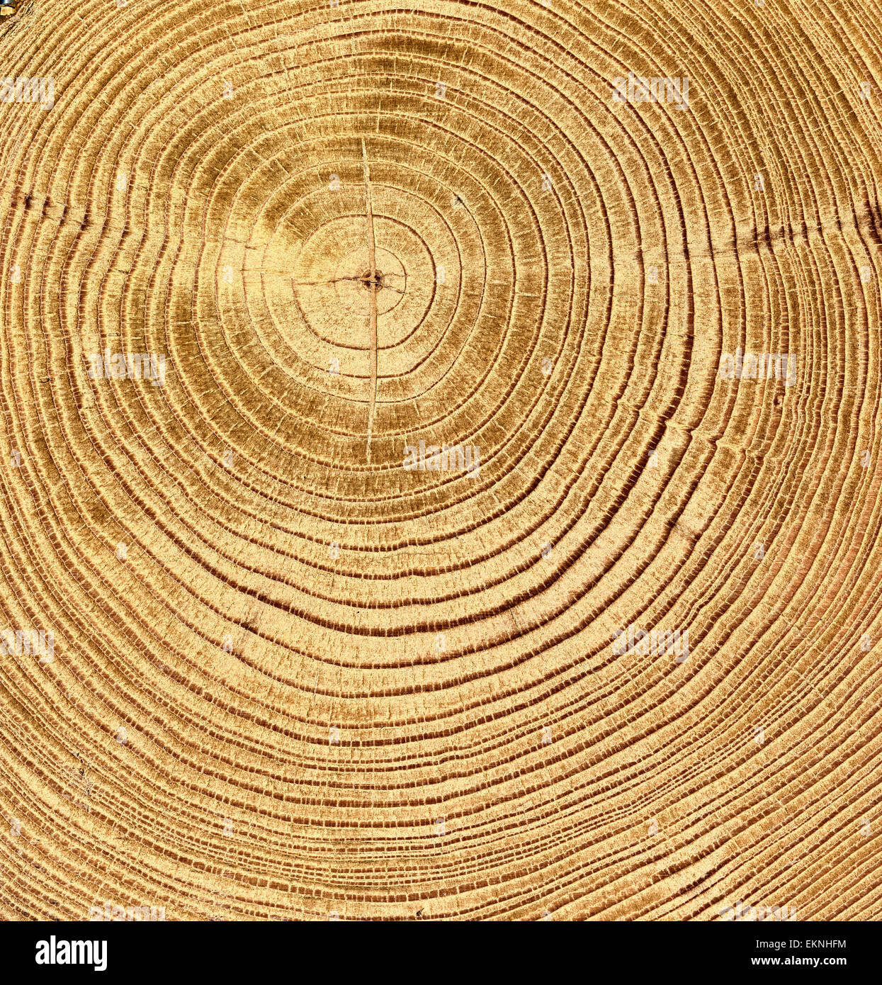 wooden cut texture Stock Photo