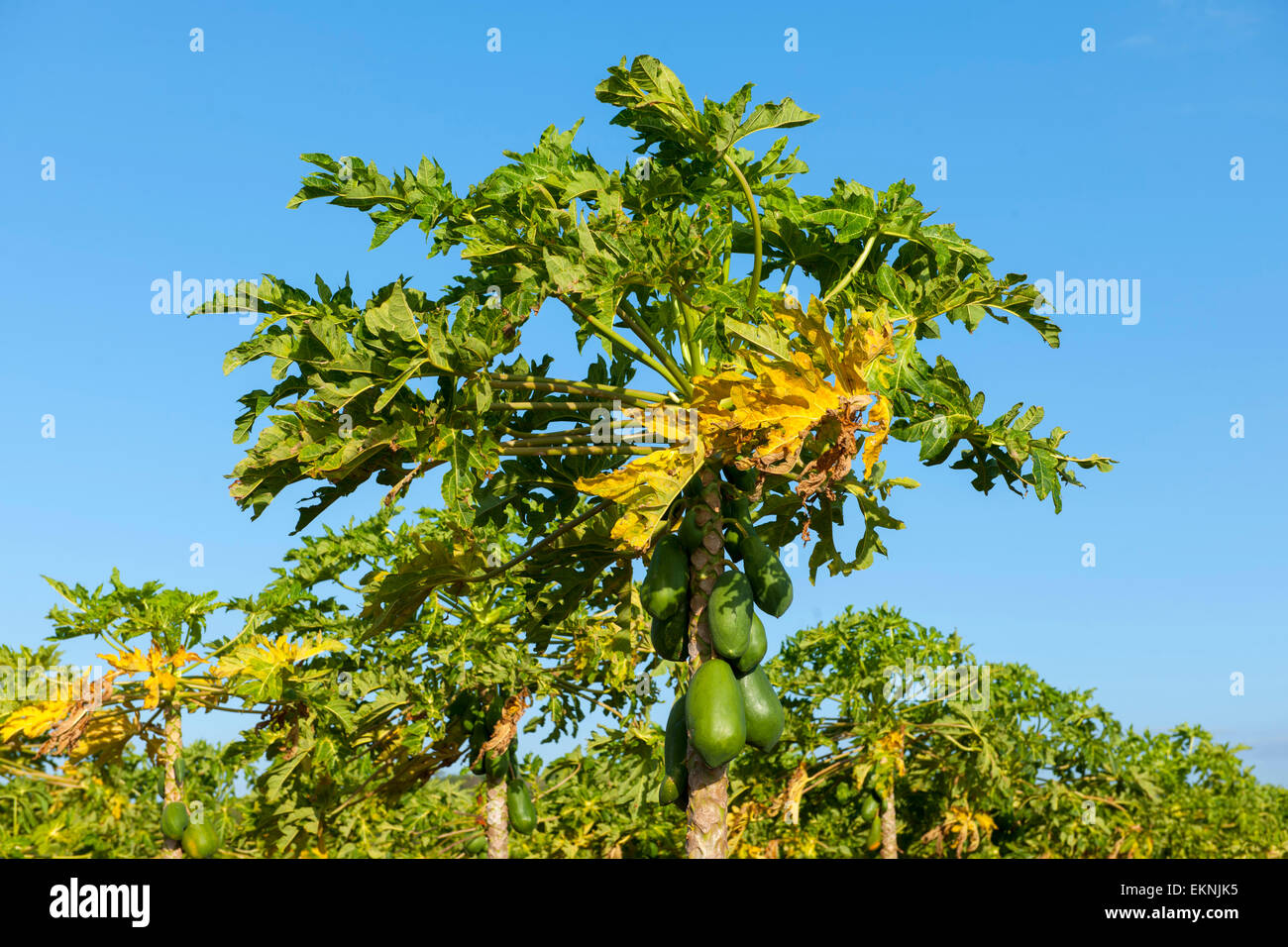 Dominikanische Republik, Südwesten, Halbinsel Baoruco, Papaya-Plantage ...