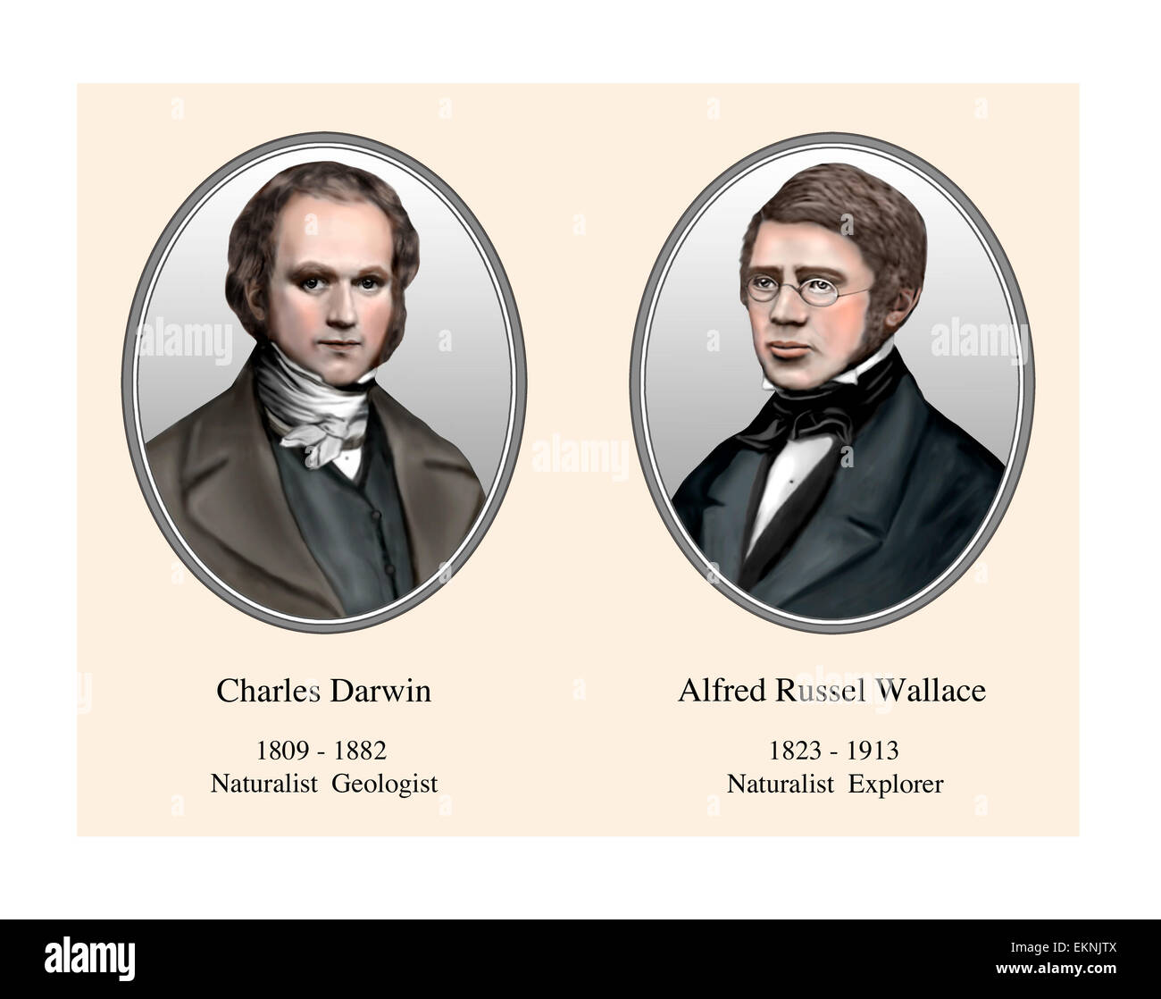Charles Darwin Alfred Russel Wallace Portrait Modern Illustration Stock Photo Alamy