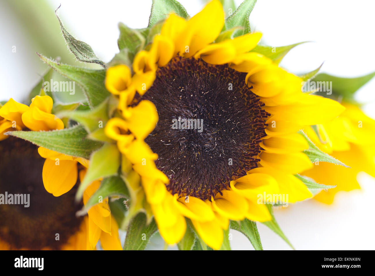 bouquet of three sunflowers isolated on white Stock Photo - Alamy